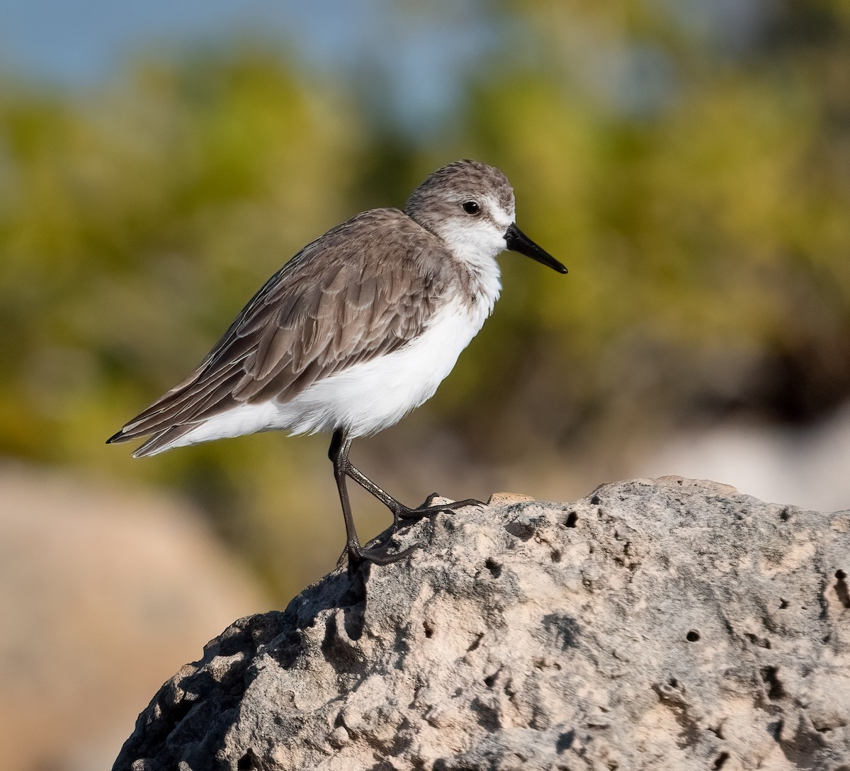Semipalmated Sandpiper - ML647350145