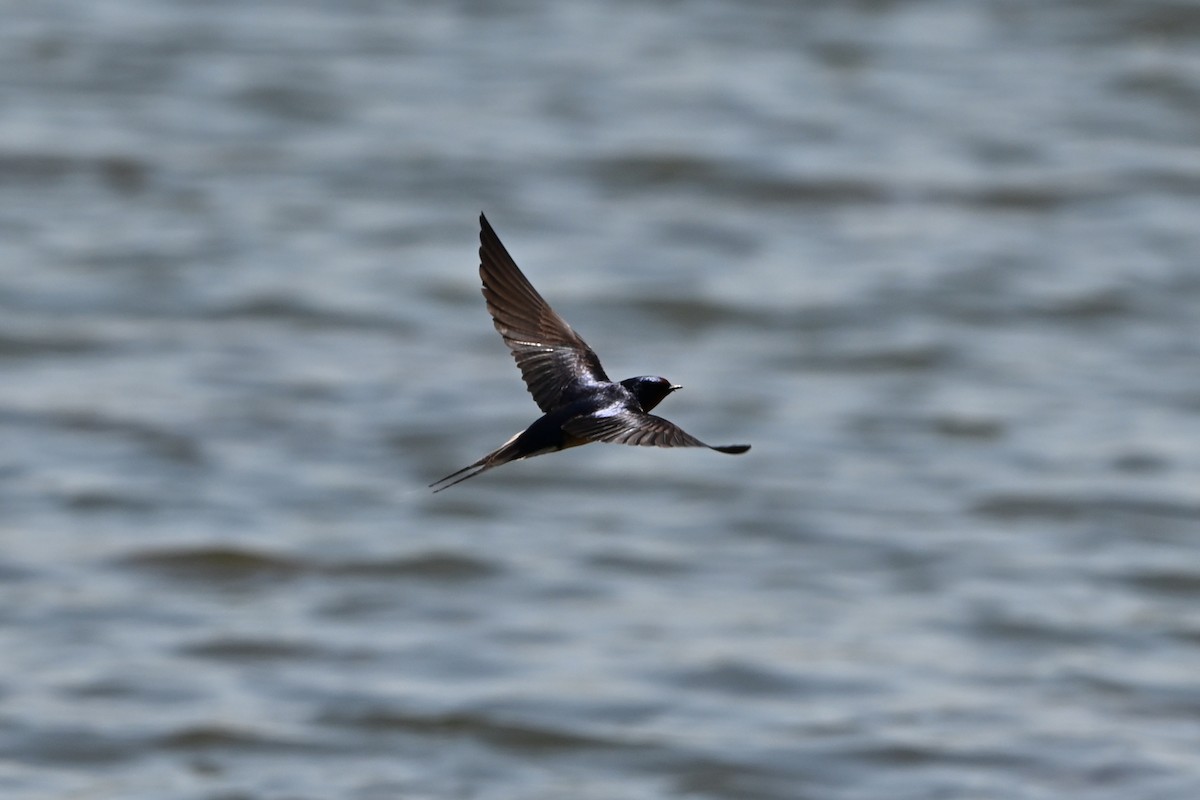 Barn Swallow - ML647350155