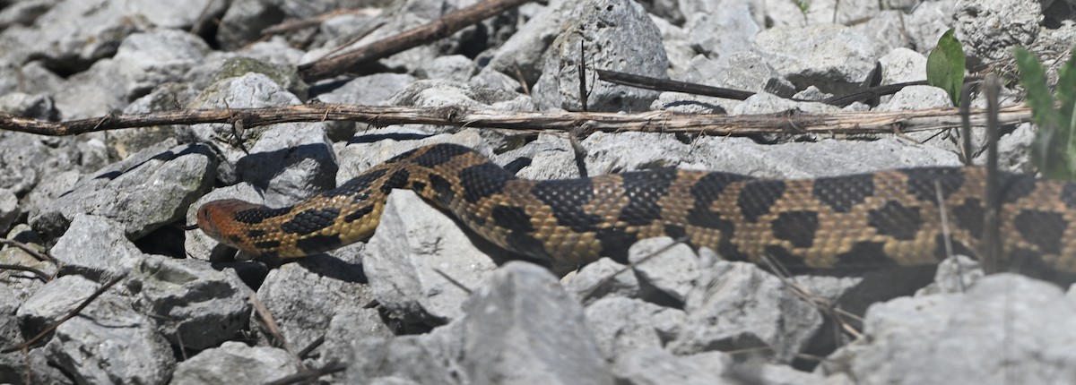 Common Watersnake - ML647350160