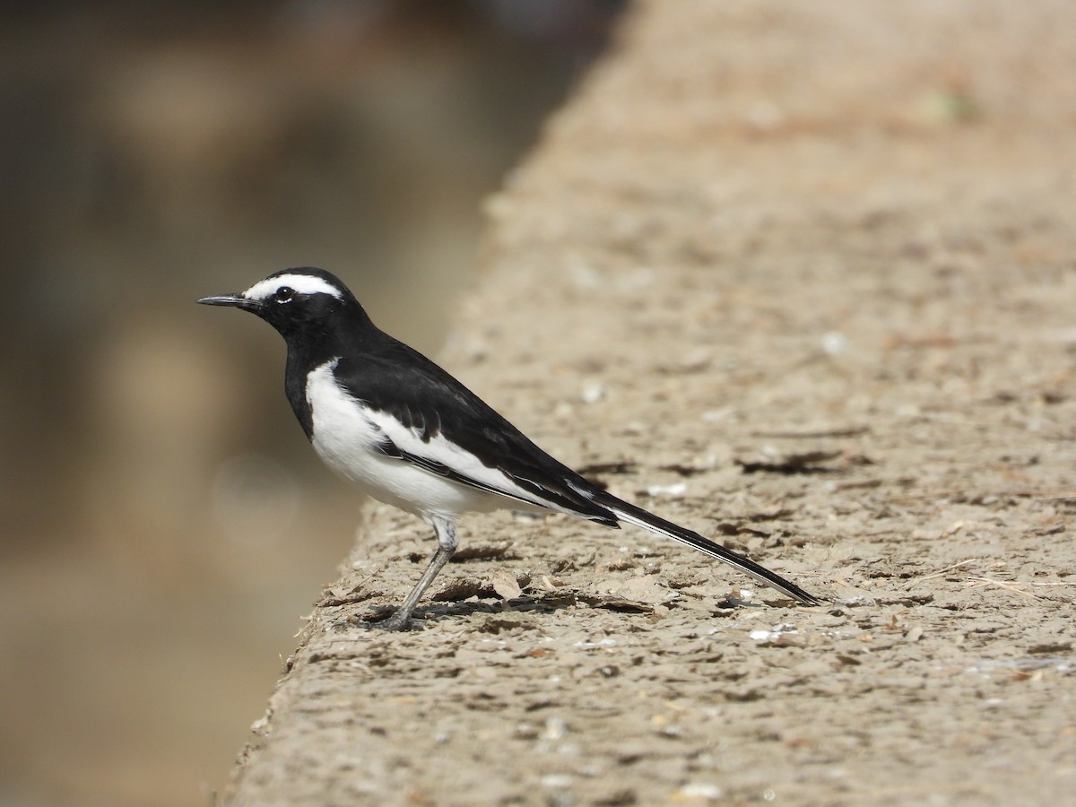 Lavandera India - ML647350164