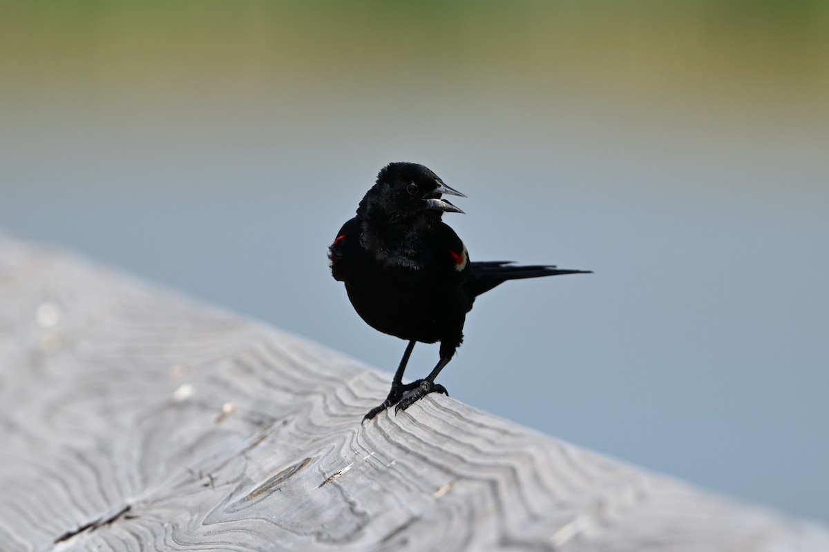 Red-winged Blackbird - ML647350171