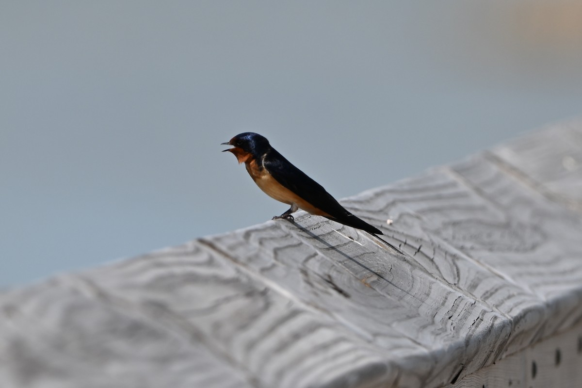 Barn Swallow - ML647350174