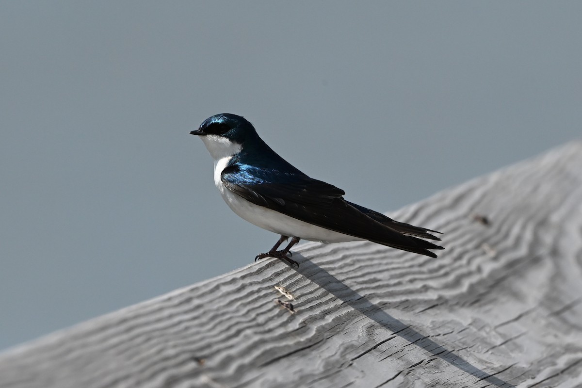 Tree Swallow - ML647350175