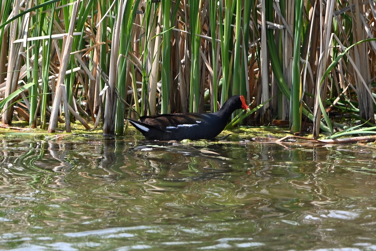 Common Gallinule - ML647350179