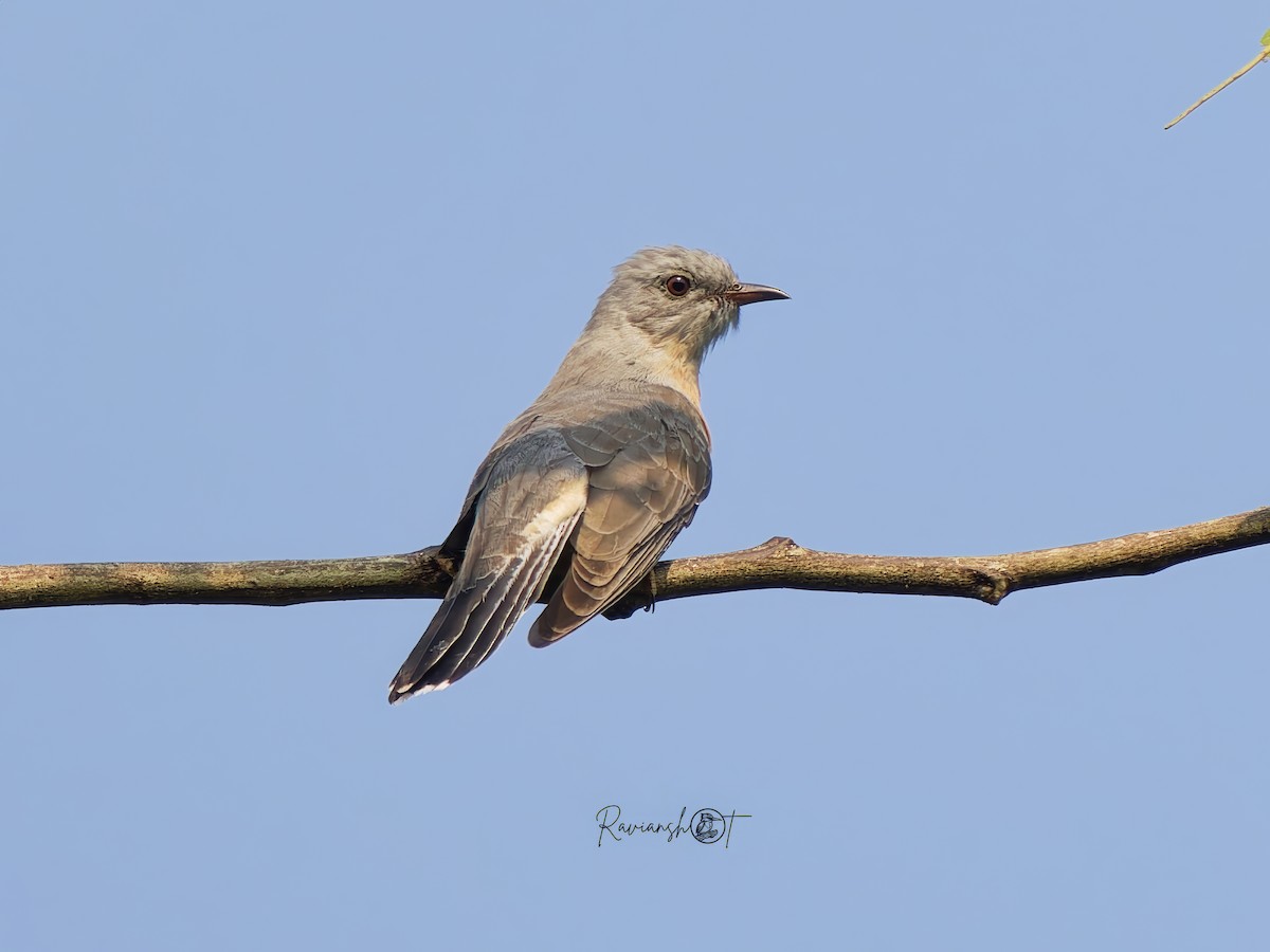 Plaintive Cuckoo - ML647350184