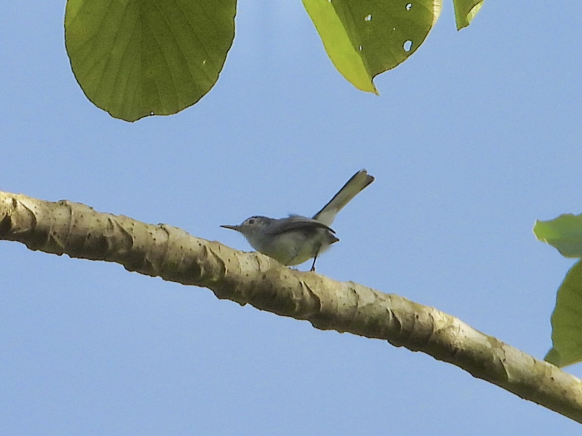 White-browed Gnatcatcher - ML647350185