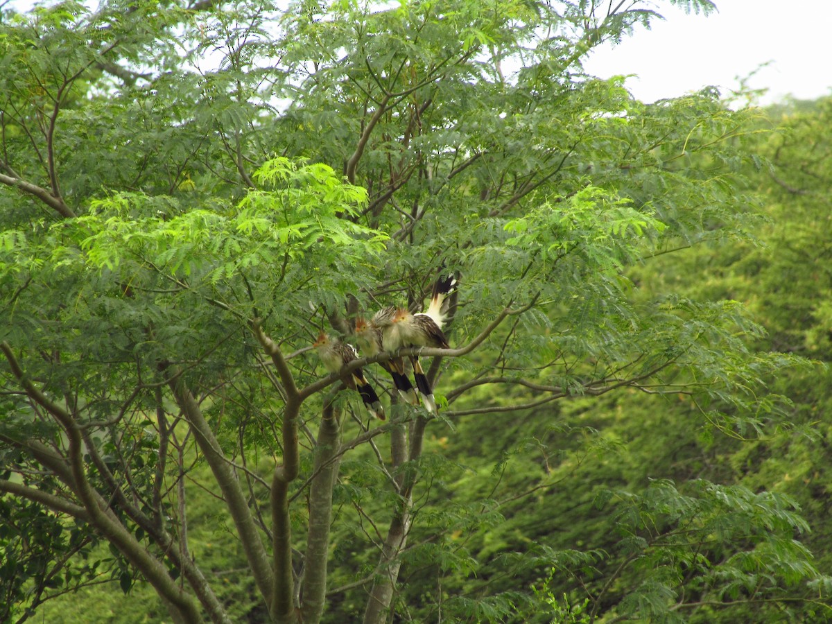 Guira Cuckoo - ML647350187