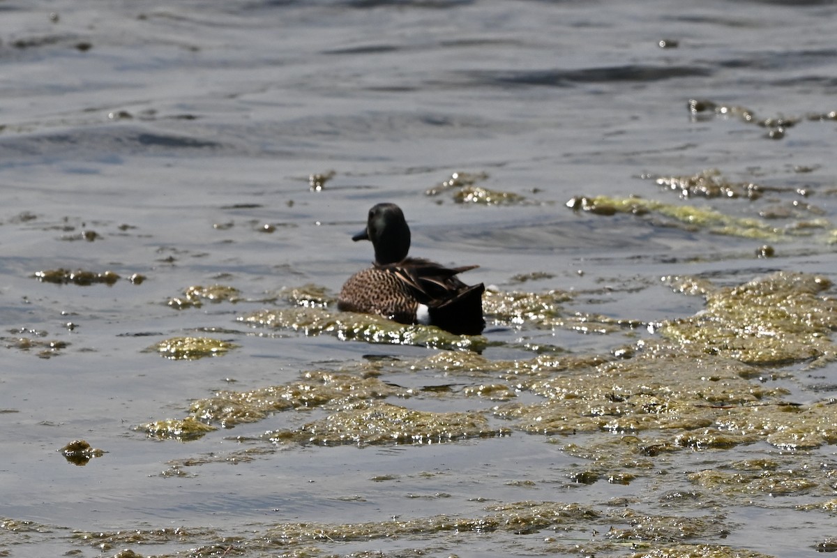Blue-winged Teal - ML647350188