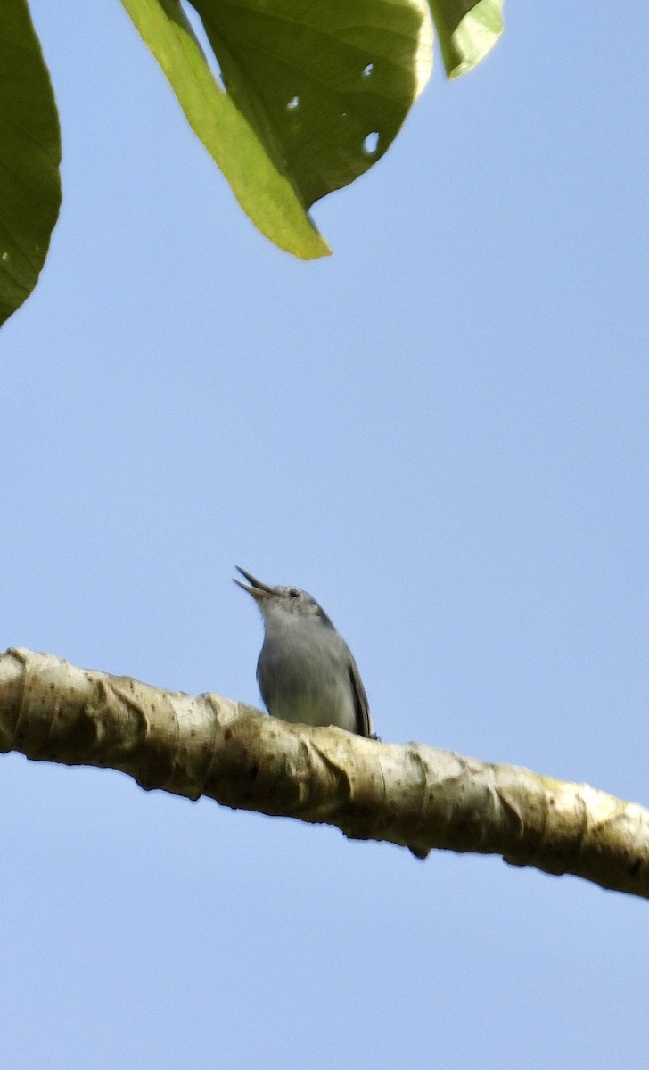 White-browed Gnatcatcher - ML647350194