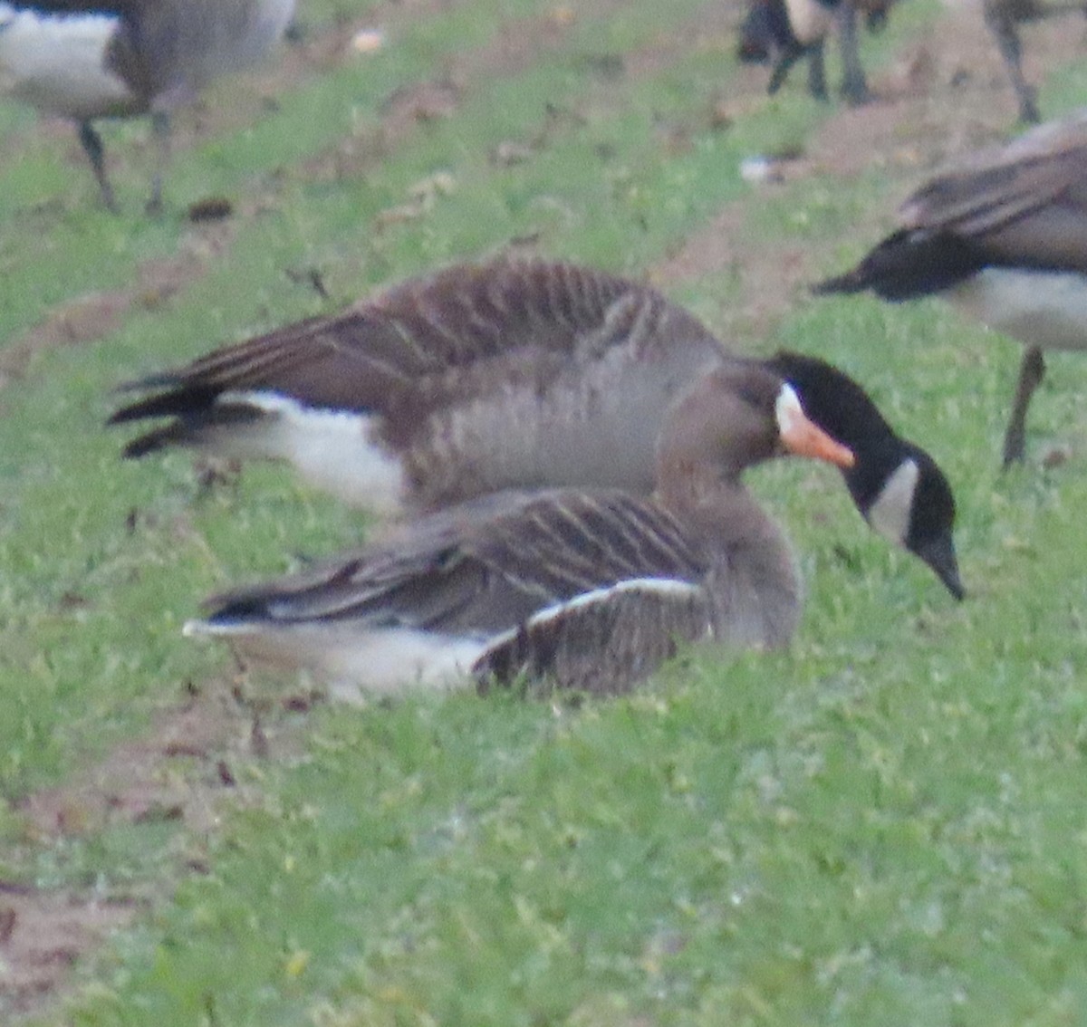 マガン - ML647350197