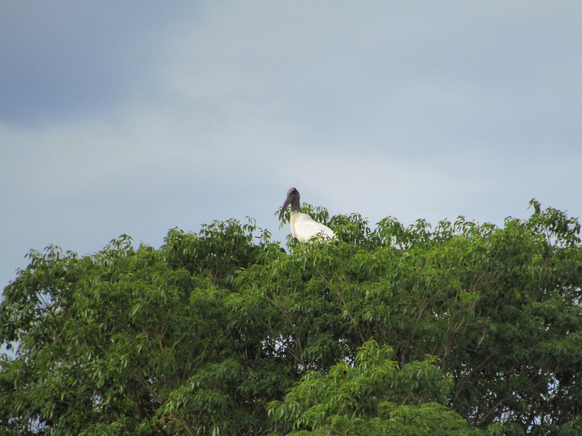 Wood Stork - ML647350202
