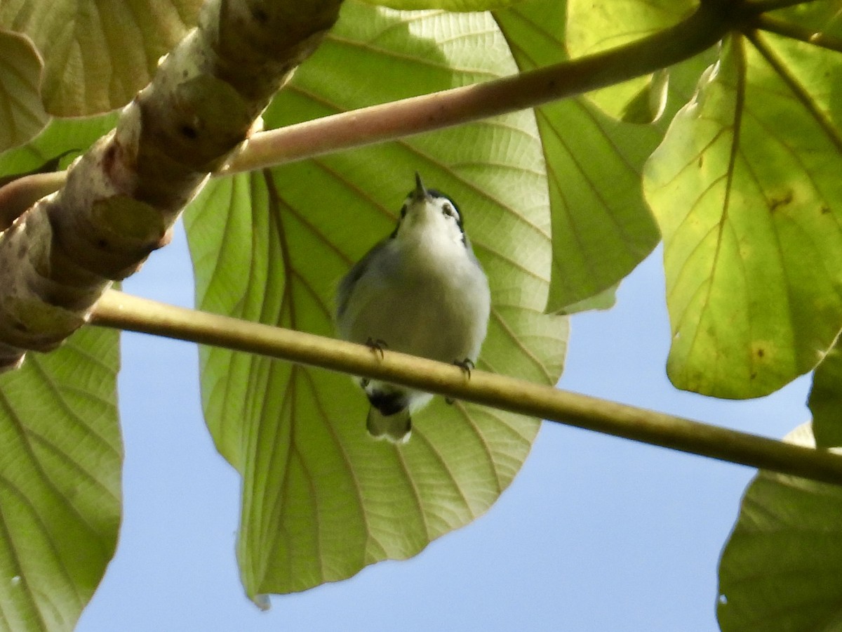 White-browed Gnatcatcher - ML647350207