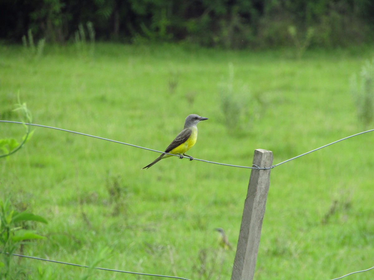 Tropical Kingbird - ML647350215