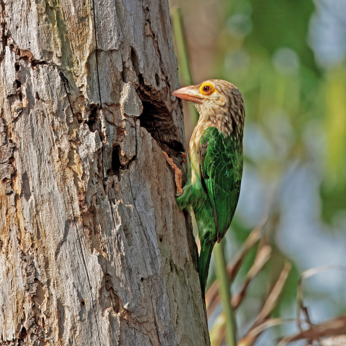 シロボシオオゴシキドリ - ML647350225