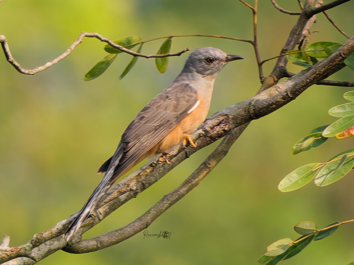 Plaintive Cuckoo - ML647350226