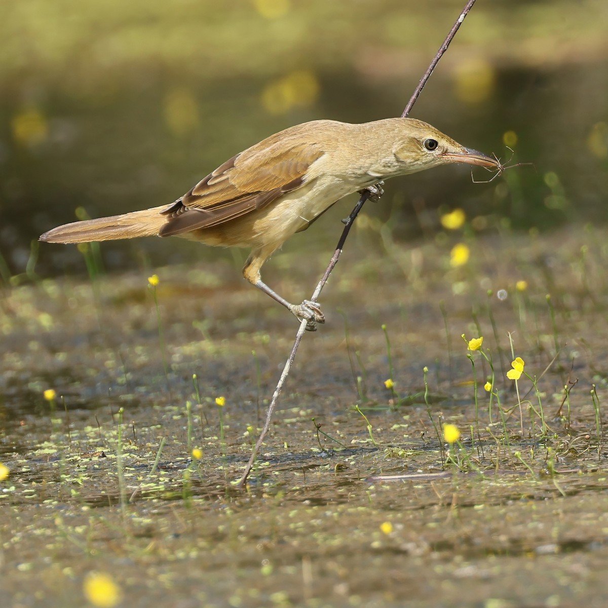 Oriental Reed Warbler - ML647350227