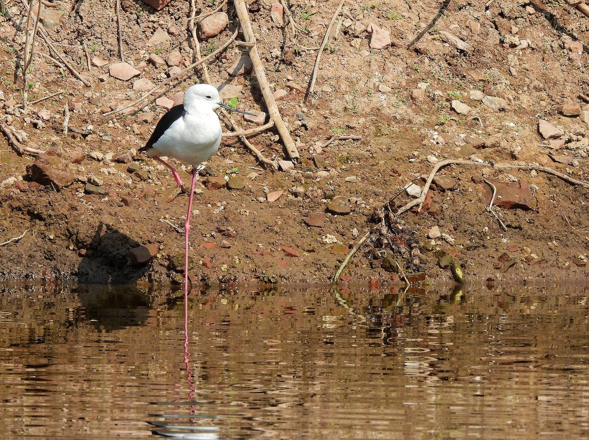 Black-winged Stilt - ML647350233