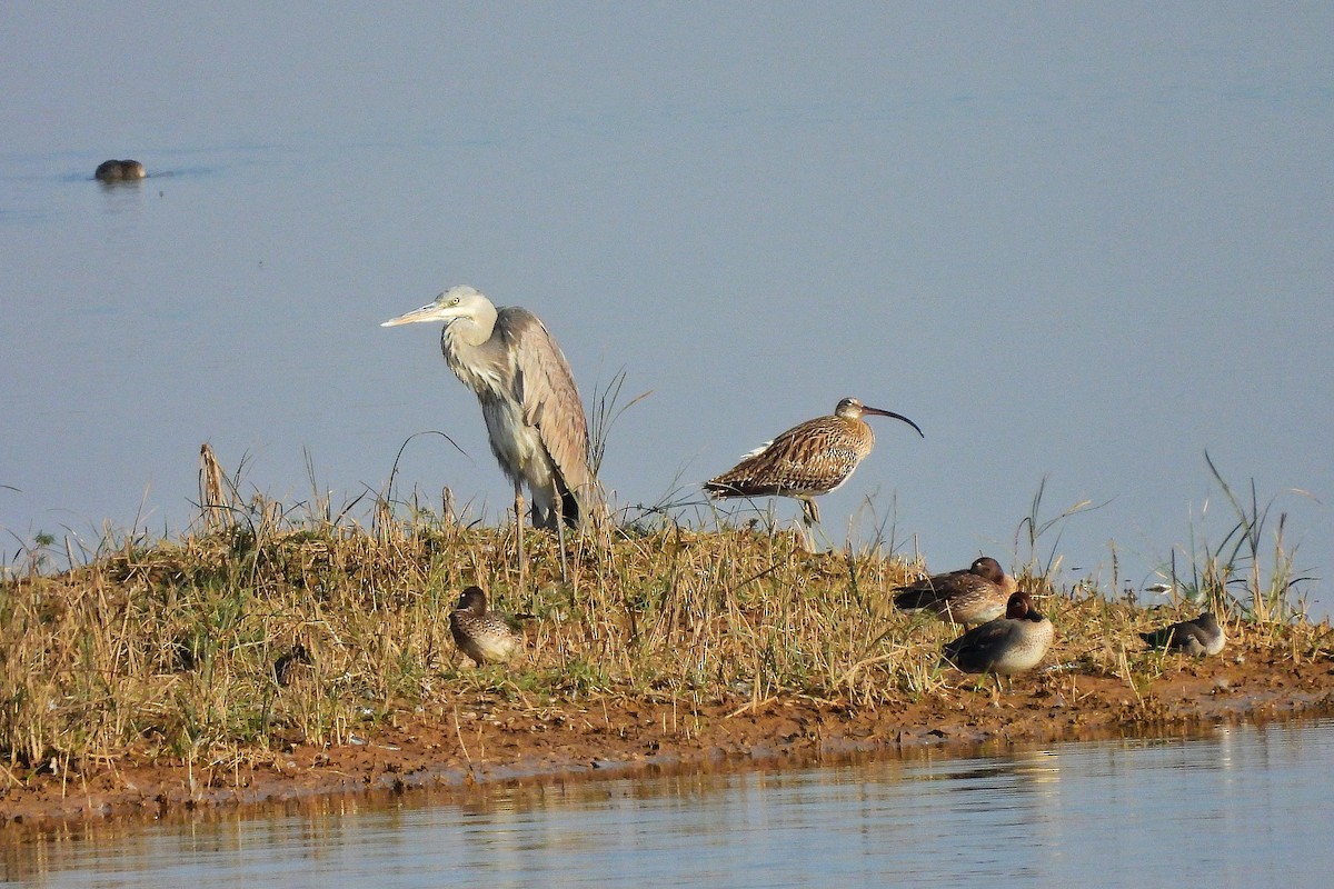 Eurasian Curlew - ML647350250