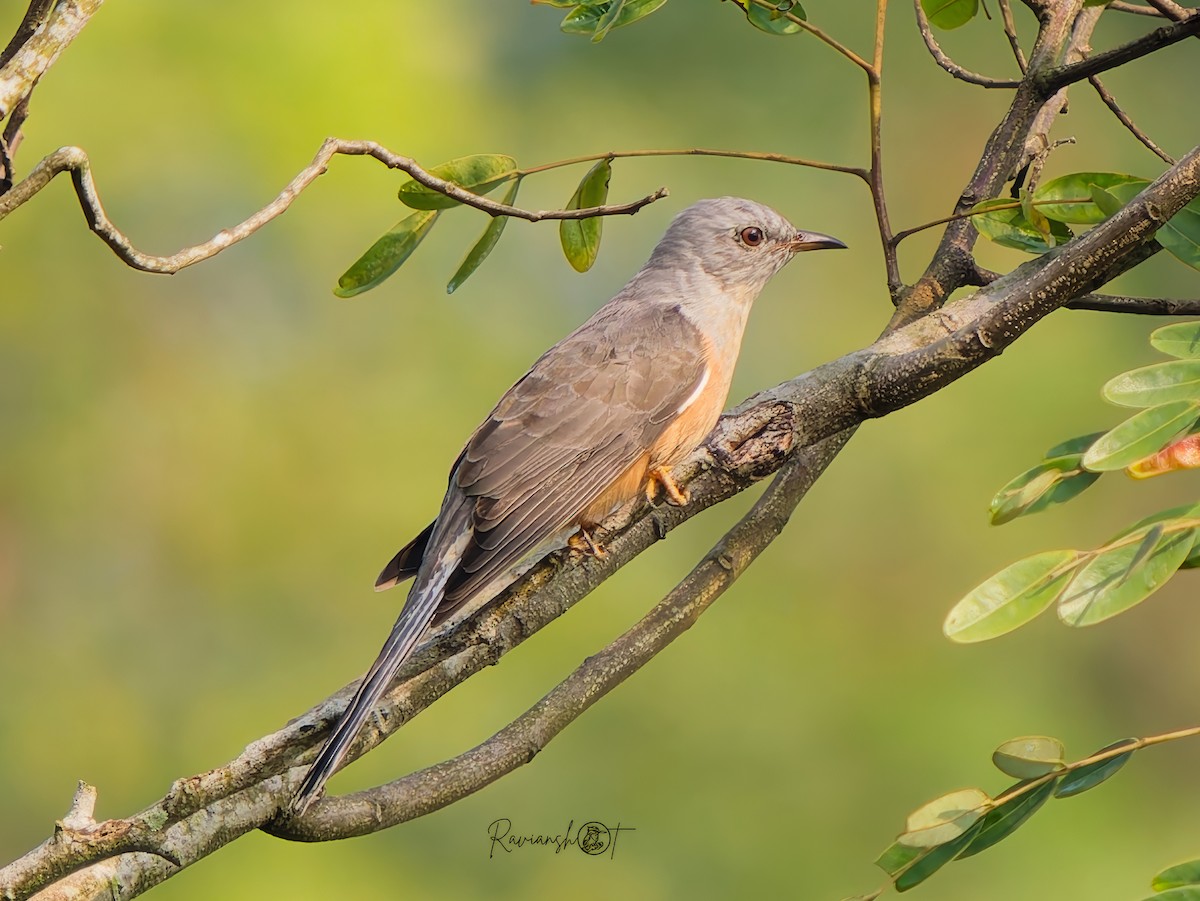 Plaintive Cuckoo - ML647350255