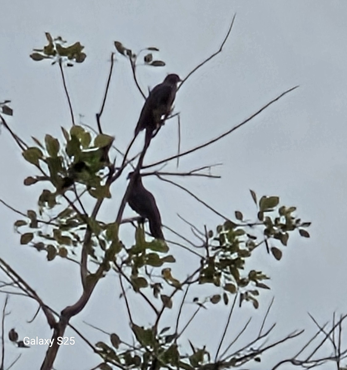 Ruddy Pigeon - ML647350268