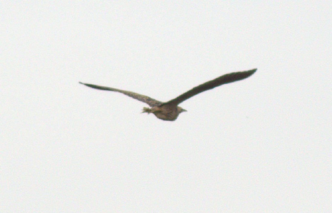 rørdrum - ML647350273