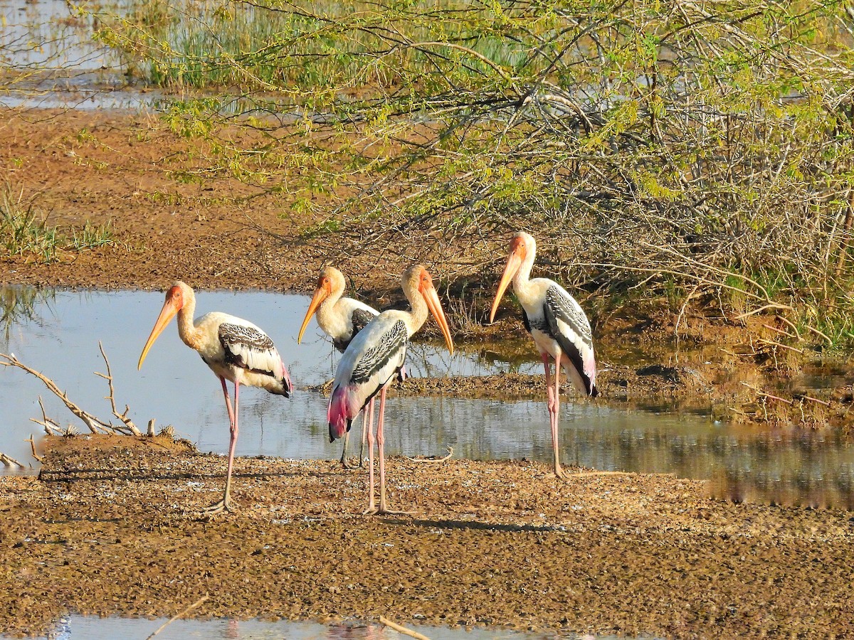 Painted Stork - ML647350276