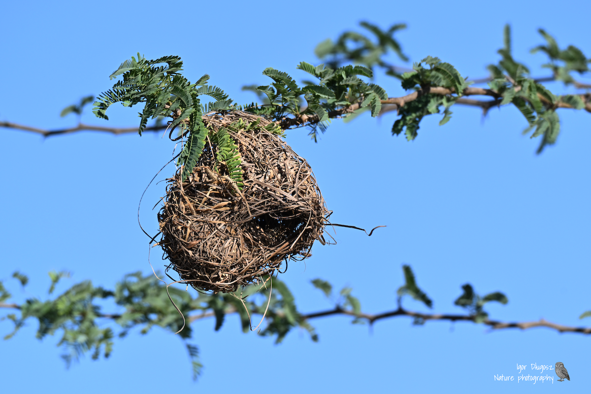 Rüppell's Weaver - ML647350287