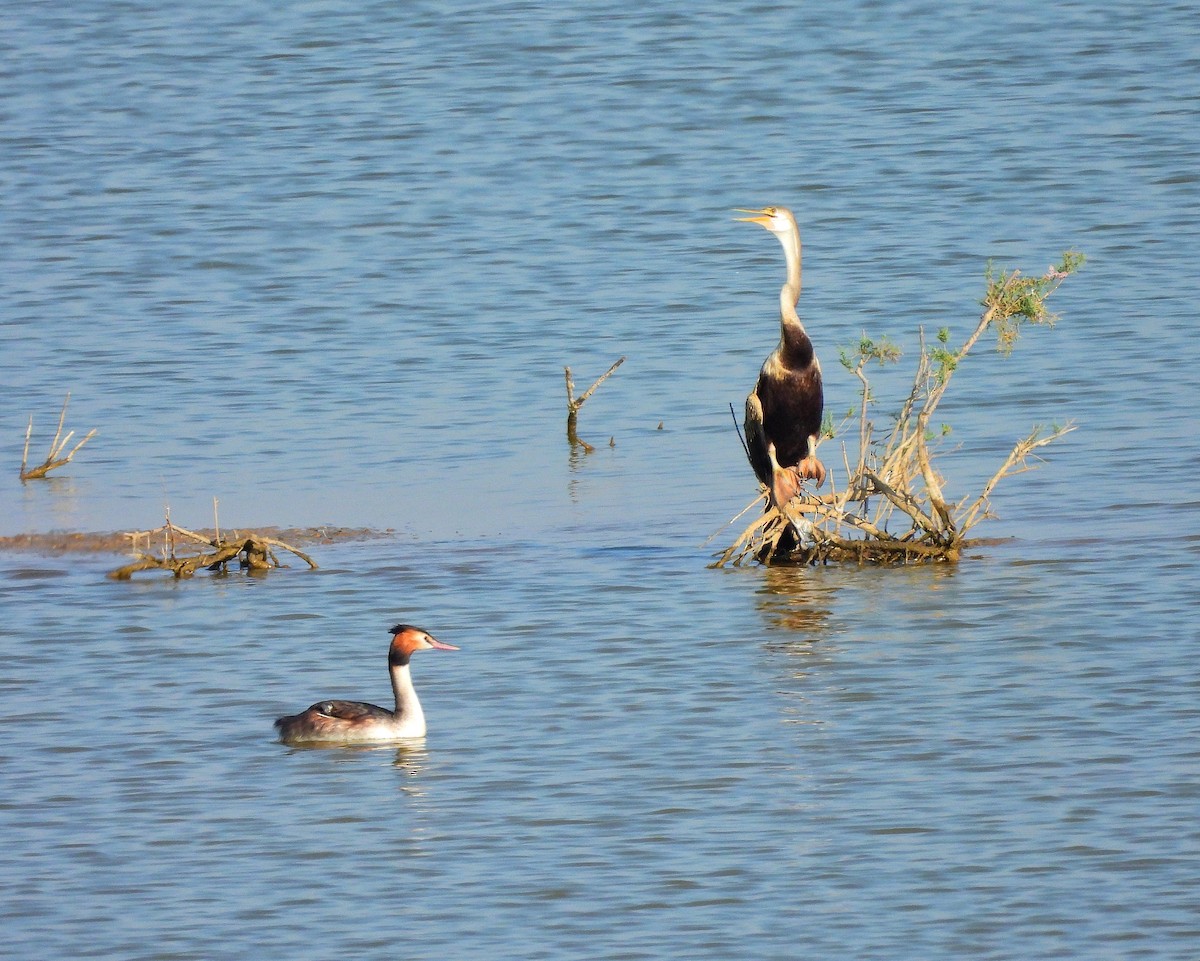 Oriental Darter - ML647350288