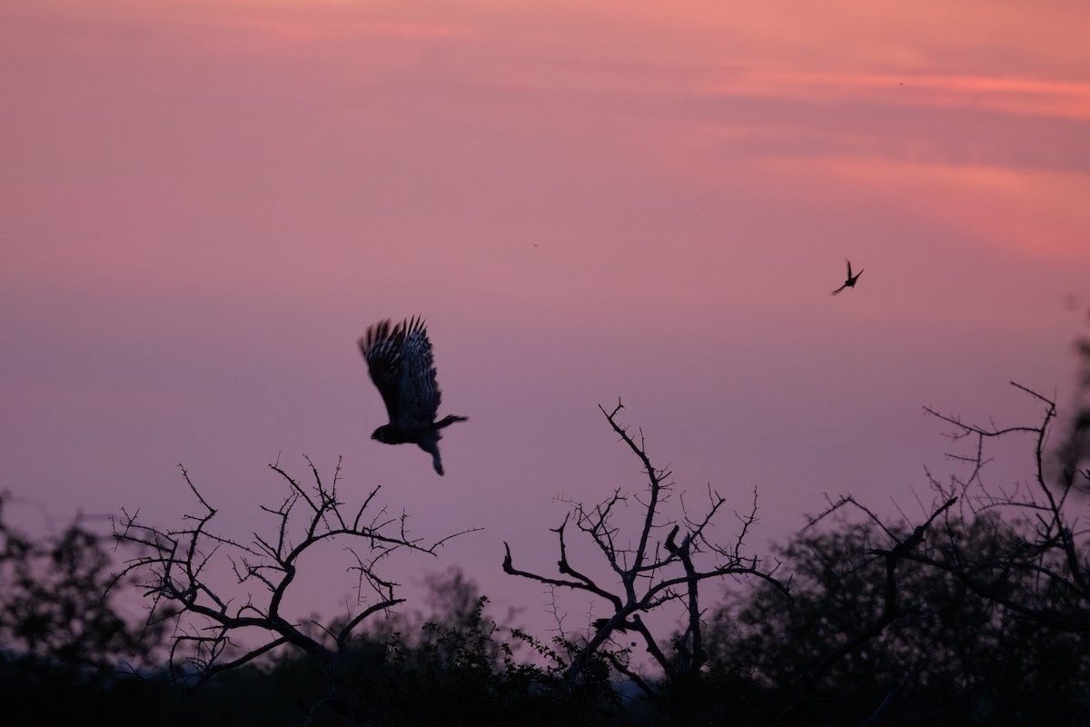 Verreaux's Eagle-Owl - ML647350306