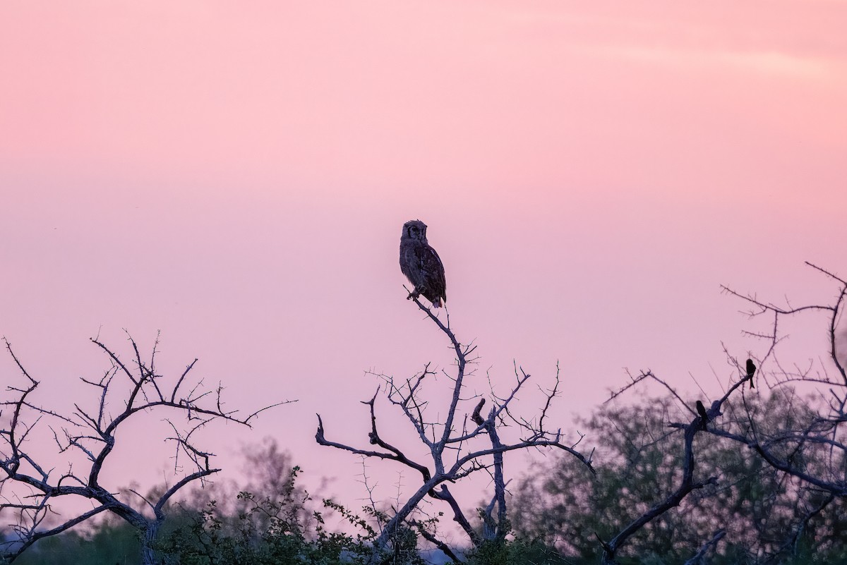 Verreaux's Eagle-Owl - ML647350308