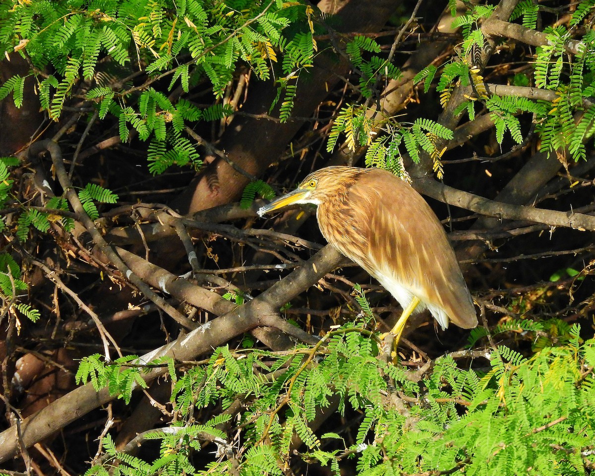 Indian Pond-Heron - ML647350310