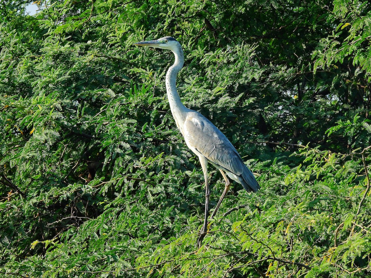 Gray Heron - ML647350321