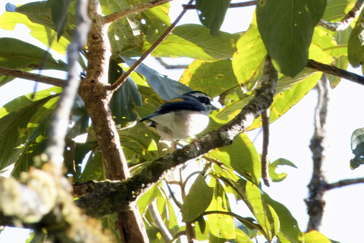 White-browed Shrike-Babbler - ML647350326