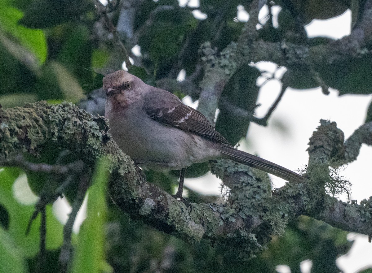 Tropikal Taklitçi - ML647350330