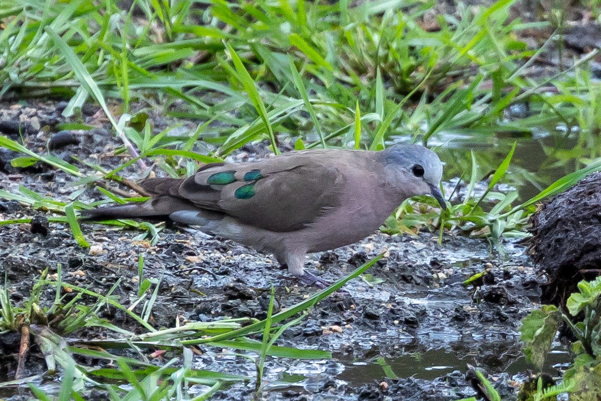 Emerald-spotted Wood-Dove - ML647350333