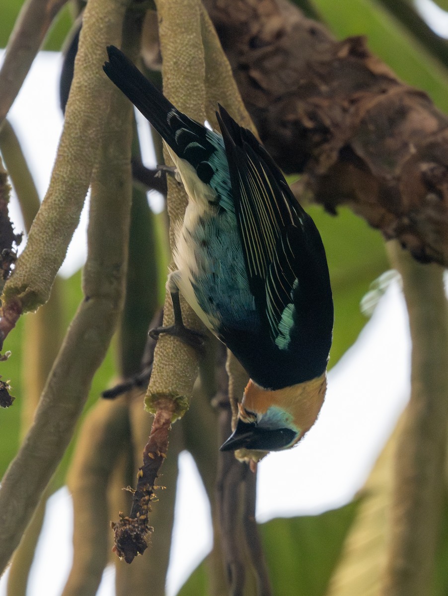 Golden-hooded Tanager - ML647350342