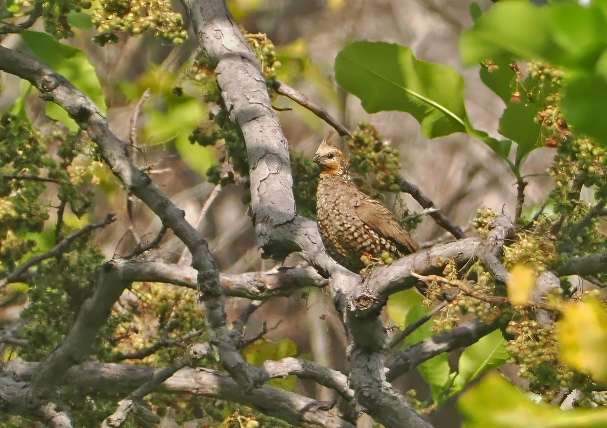 Crested Bobwhite - ML647350348