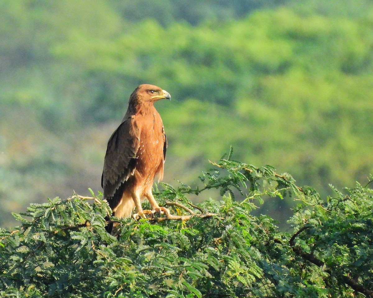 Indian/Greater Spotted Eagle - ML647350349