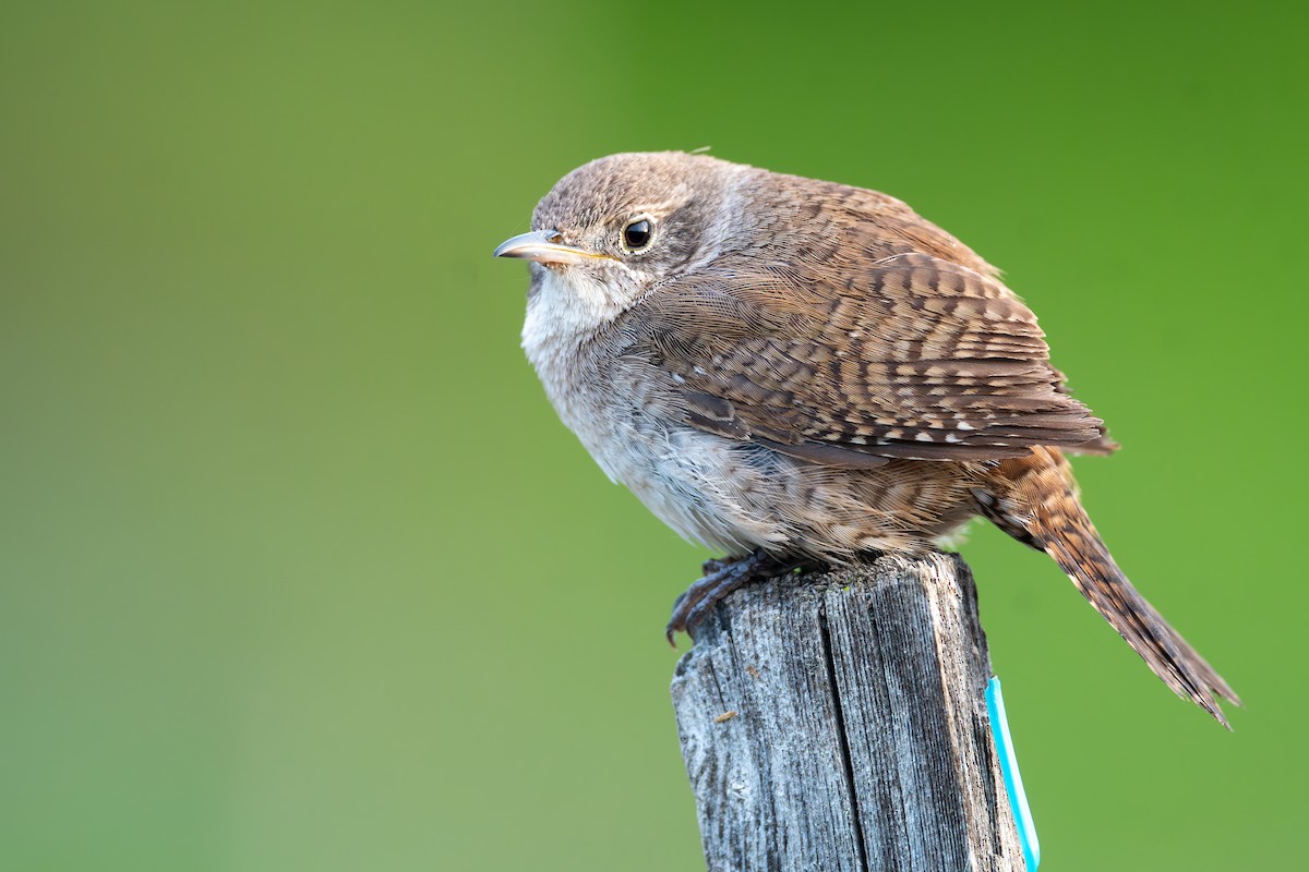 Northern House Wren - ML647350351
