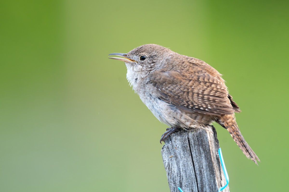 Northern House Wren - ML647350352