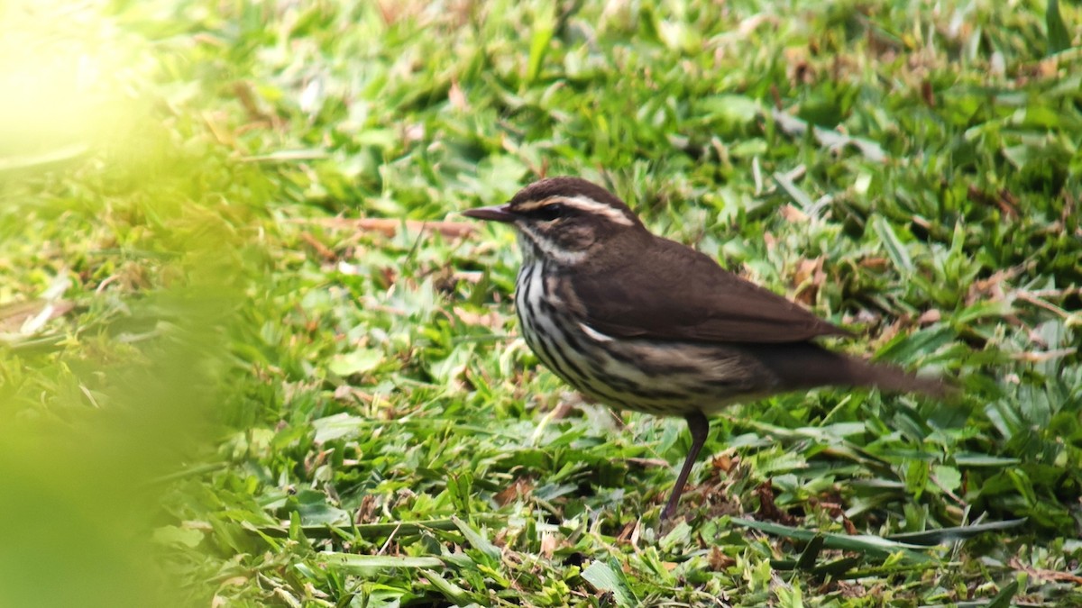Northern Waterthrush - ML647350370