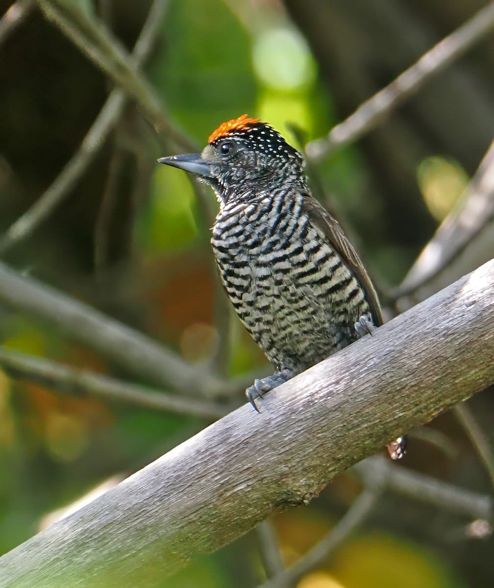 White-barred Piculet - ML647350377