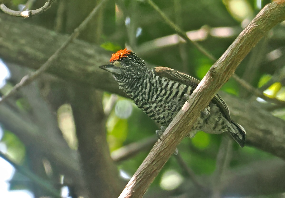 White-barred Piculet - ML647350378
