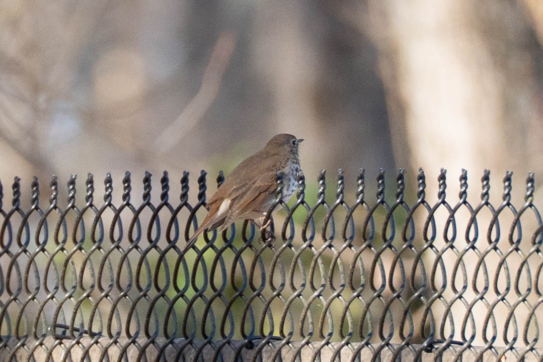 Einsiedler-Musendrossel - ML647350384