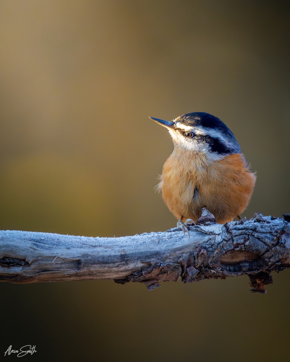 brhlík americký - ML647350392