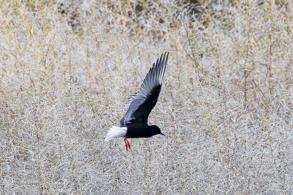 White-winged Tern - ML647350400
