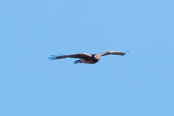 Aguilucho de Hudson - ML647350402