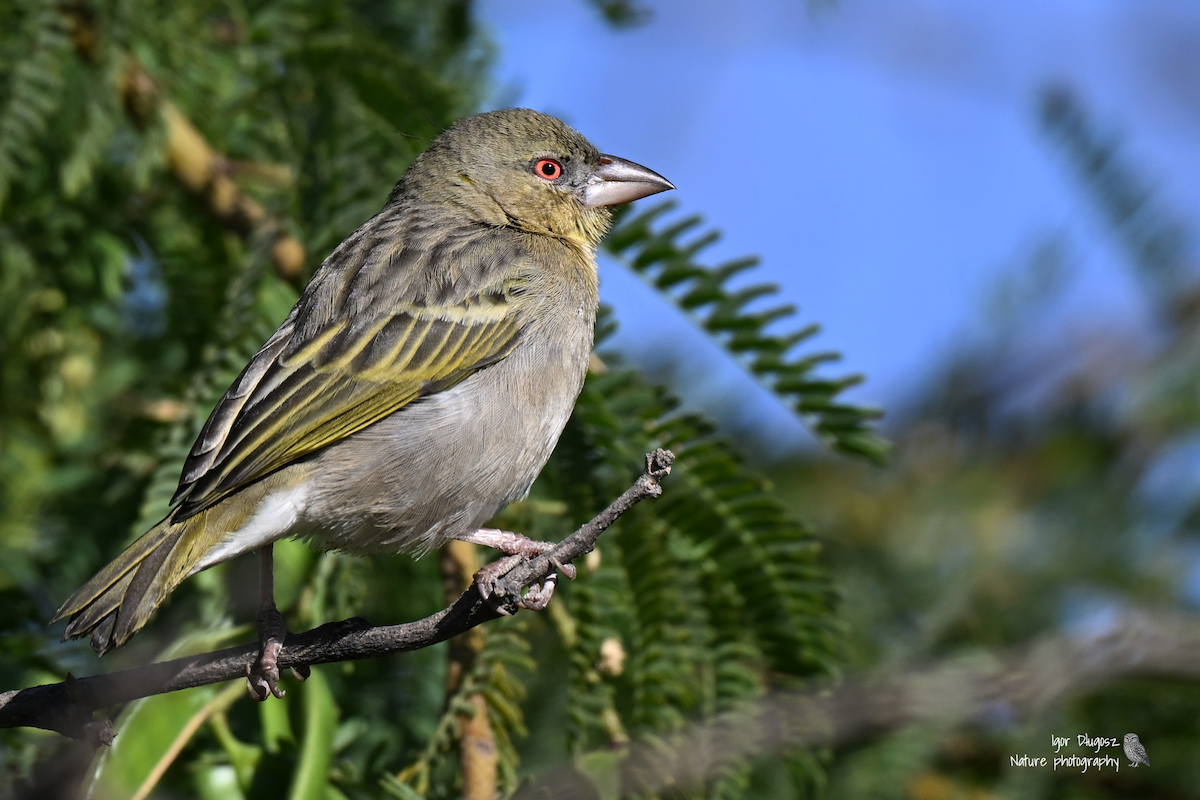 Rüppell's Weaver - ML647350424