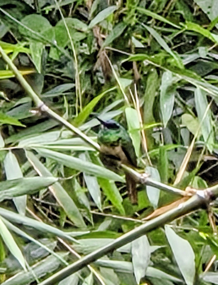 Bluish-fronted Jacamar - ML647350431