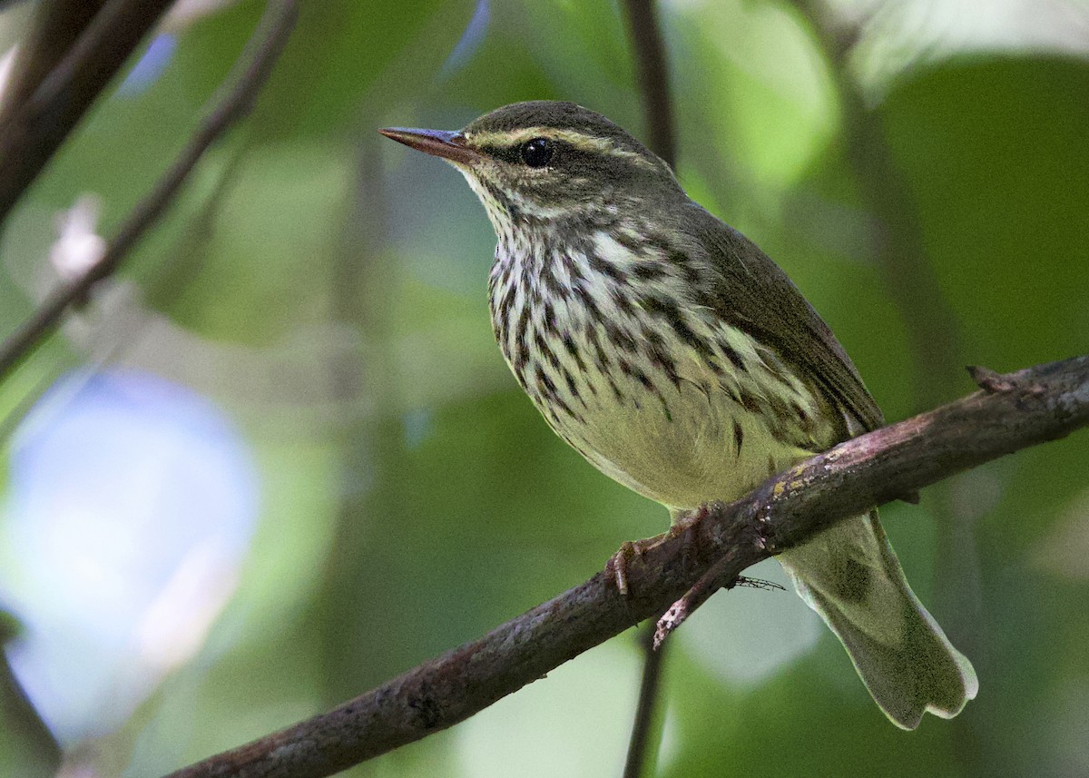 Northern Waterthrush - ML647350437